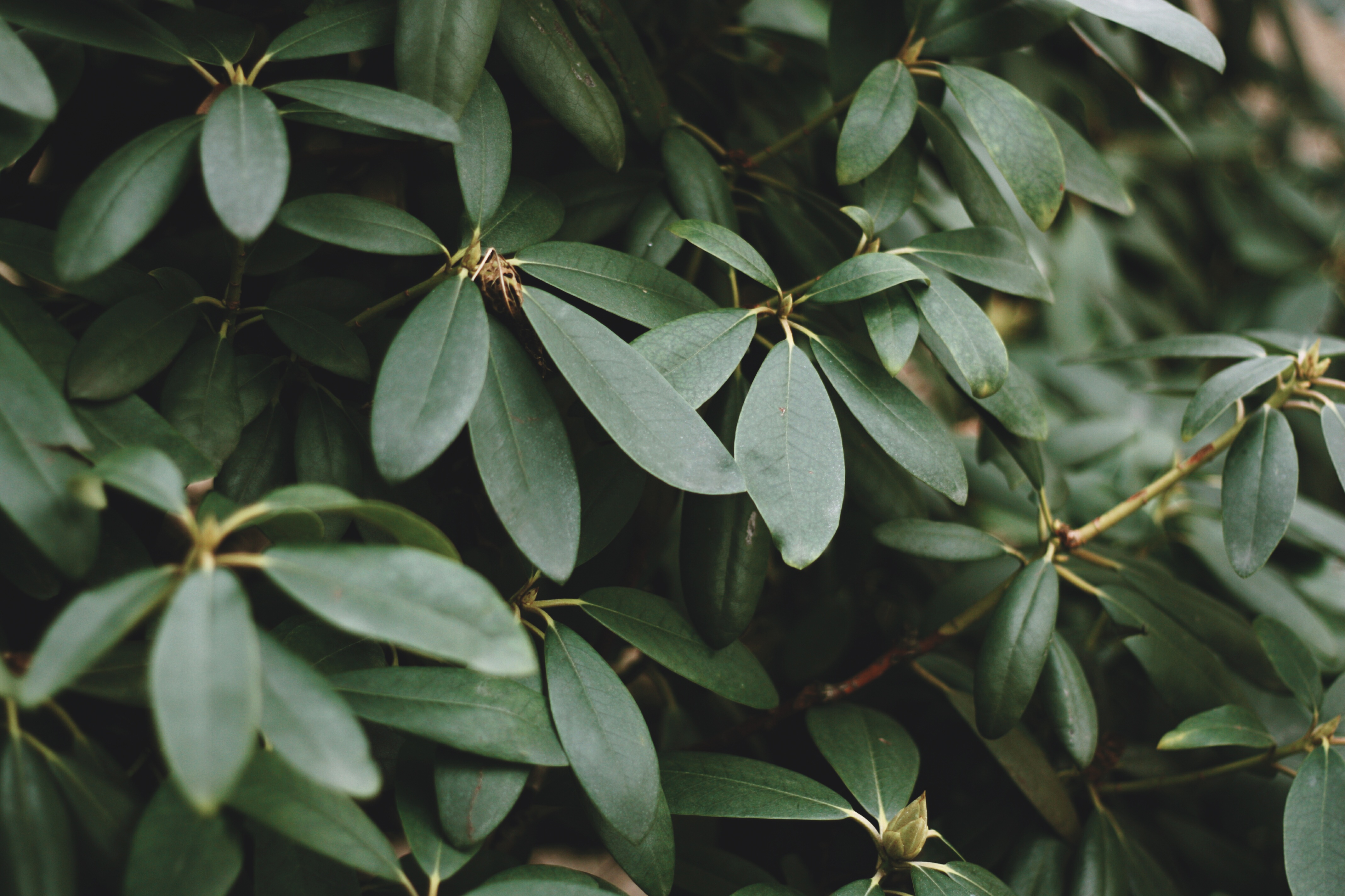 chinese evergreen propagation