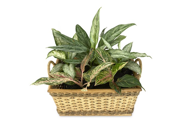 dieffenbachia propagation