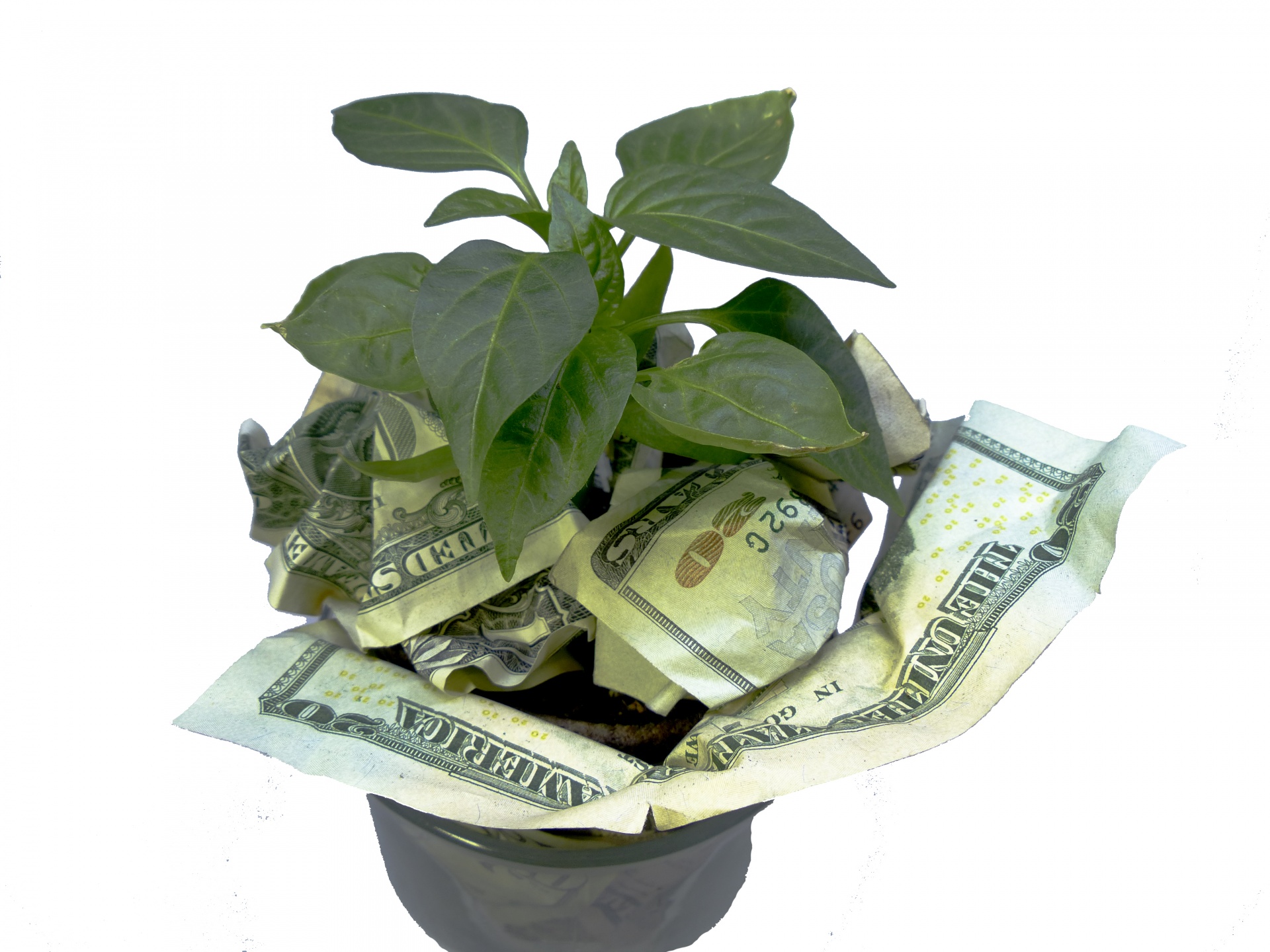 propagate money tree