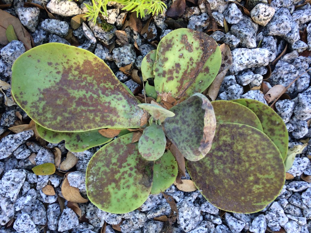 kalanchoe propagation