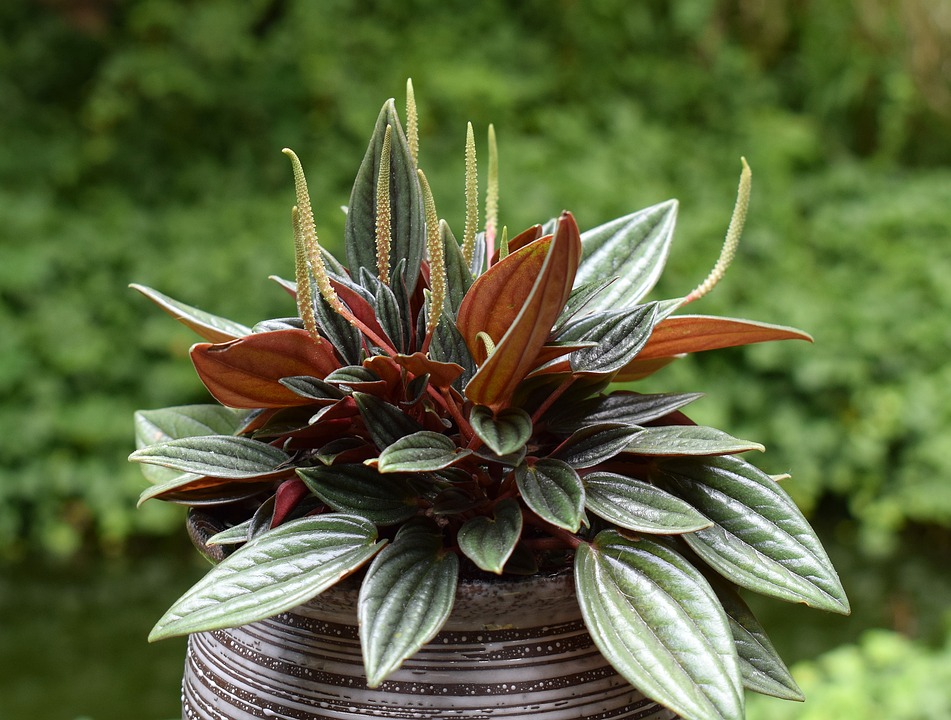 peperomia propagation