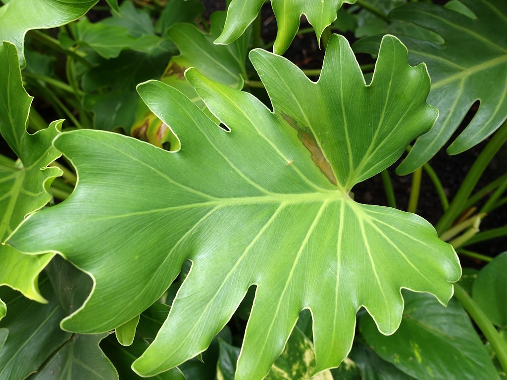 philodendron propagation