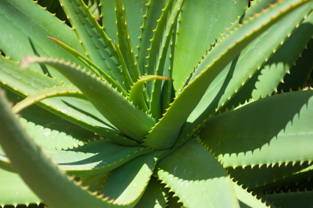 propagate aloe