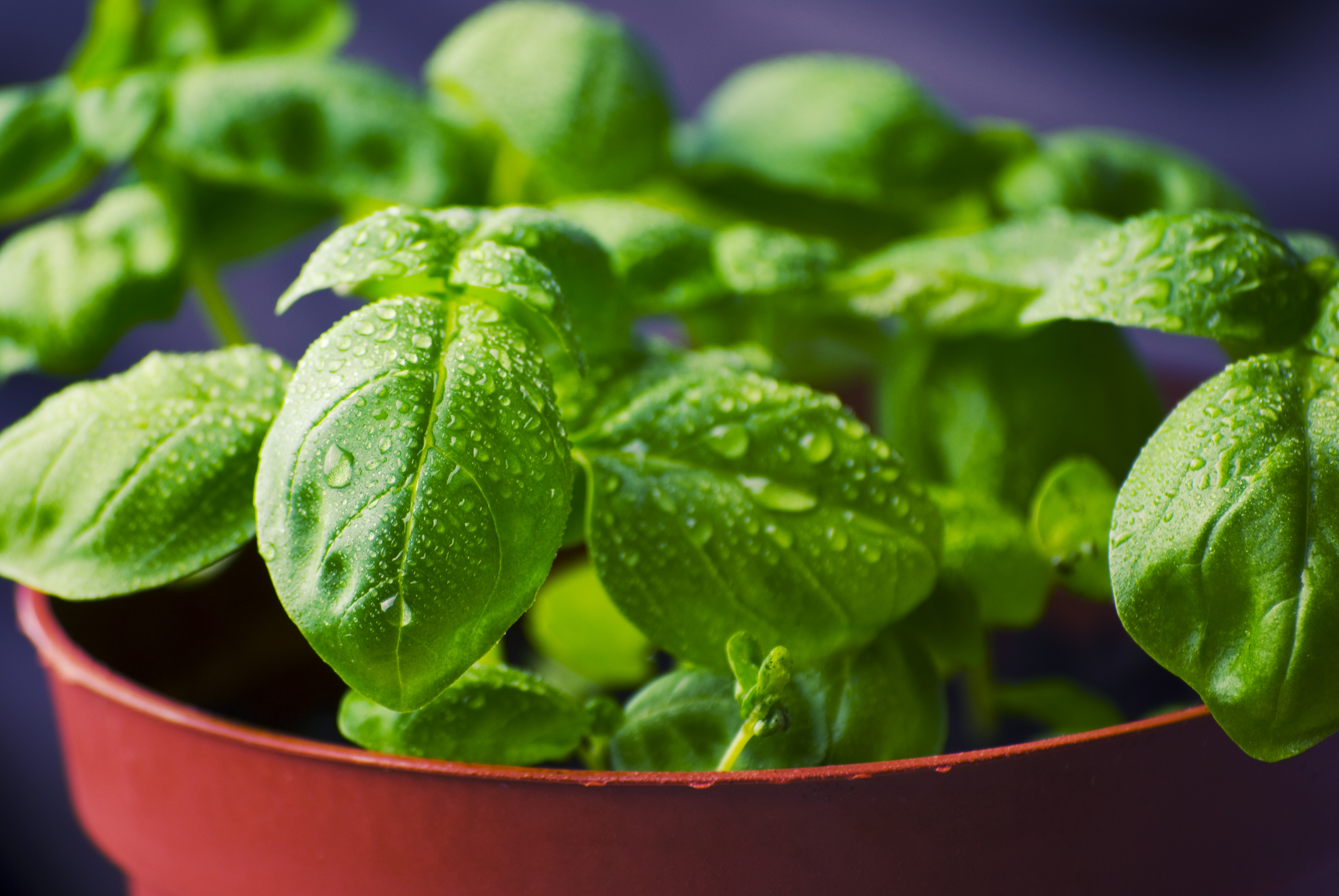 propagate basil