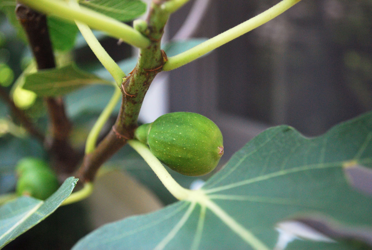 propagate fig tree