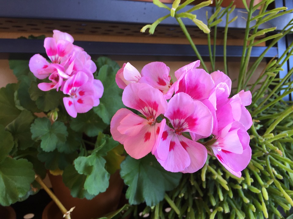 propagating geraniums