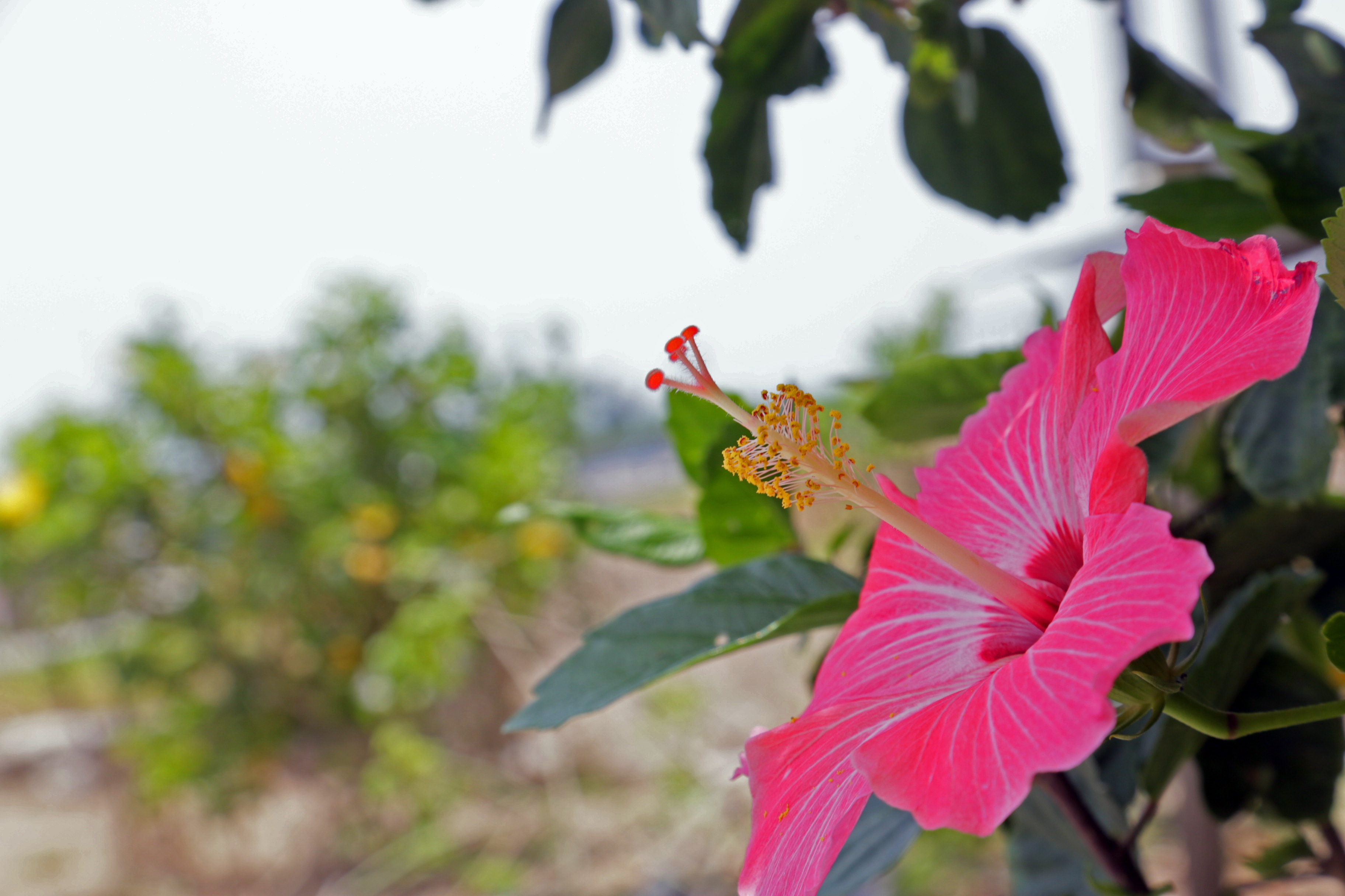 hibiscus propagation