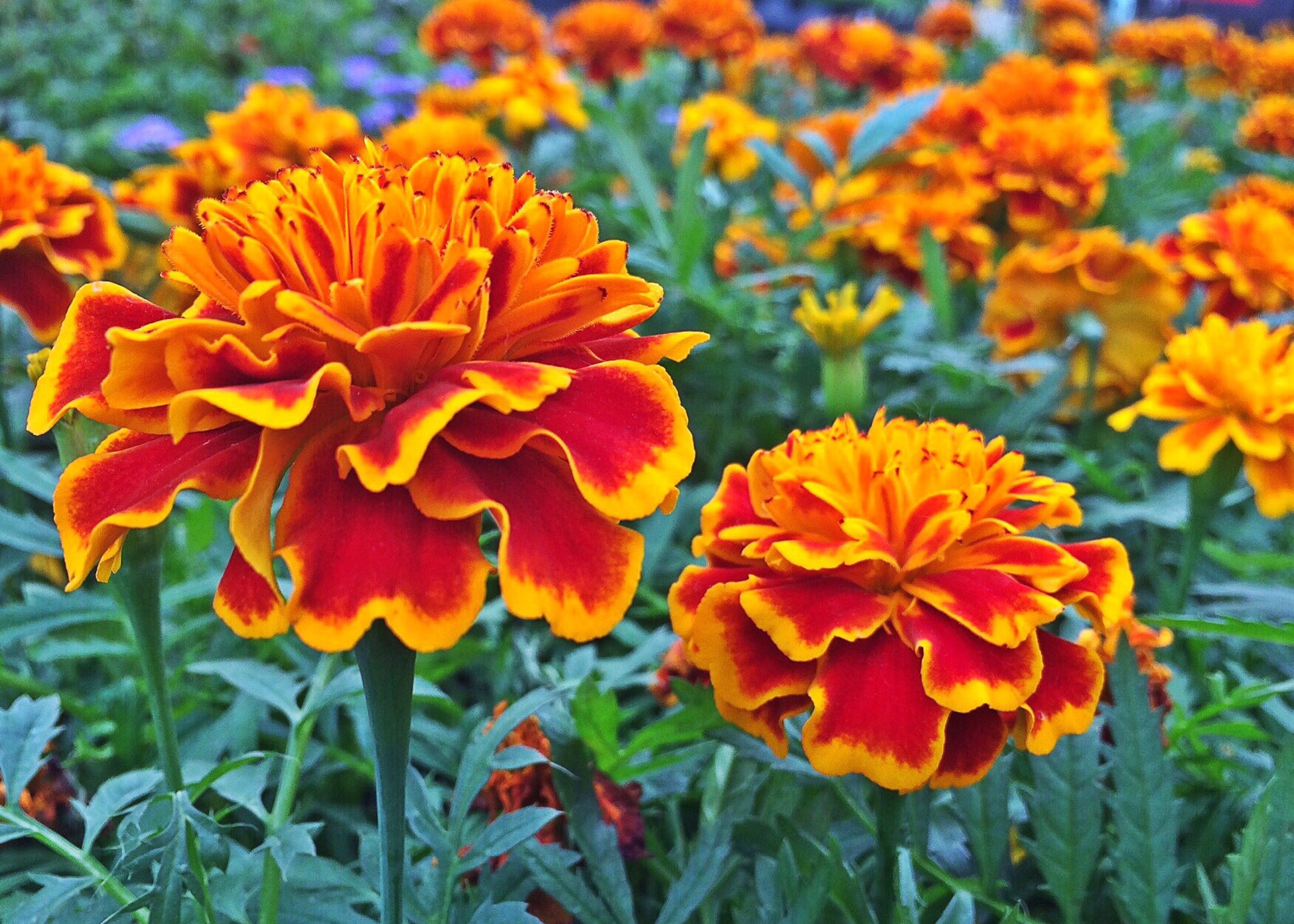 marigold propagation