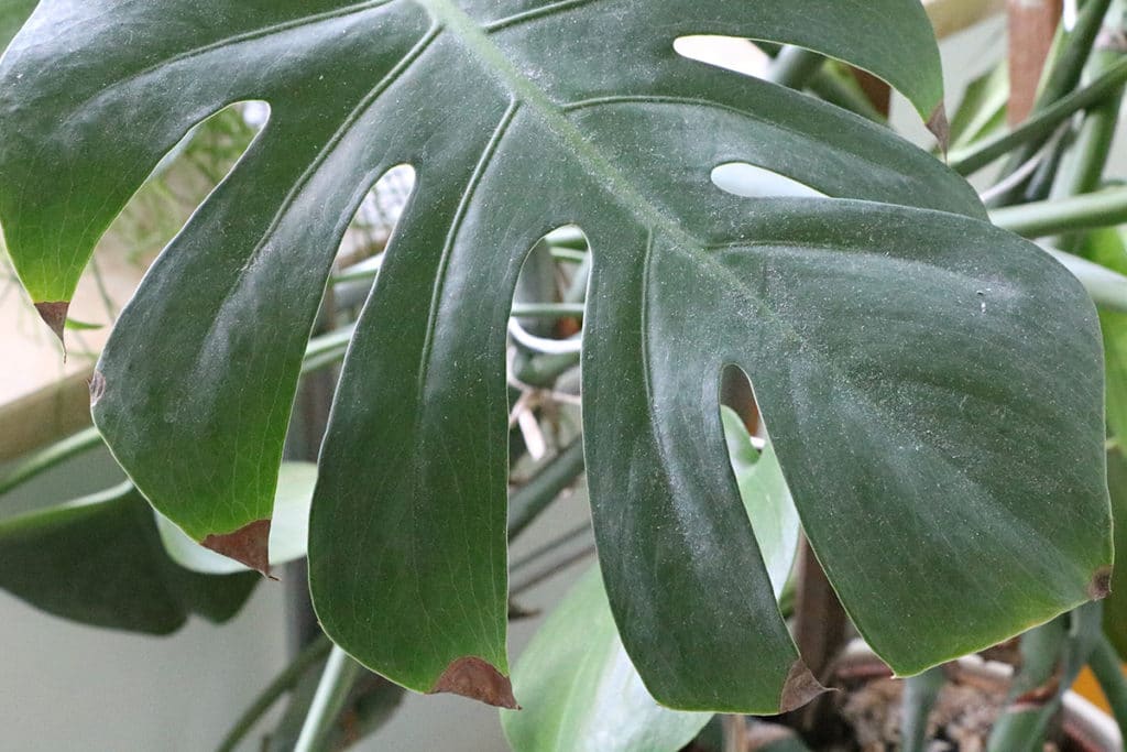 aerial roots monstera