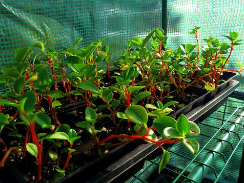 prayer plant propagation