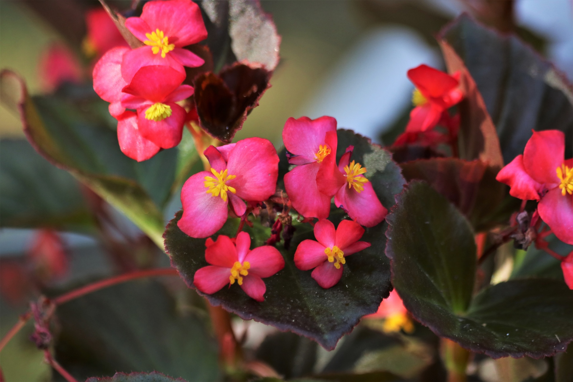 begonia propagation