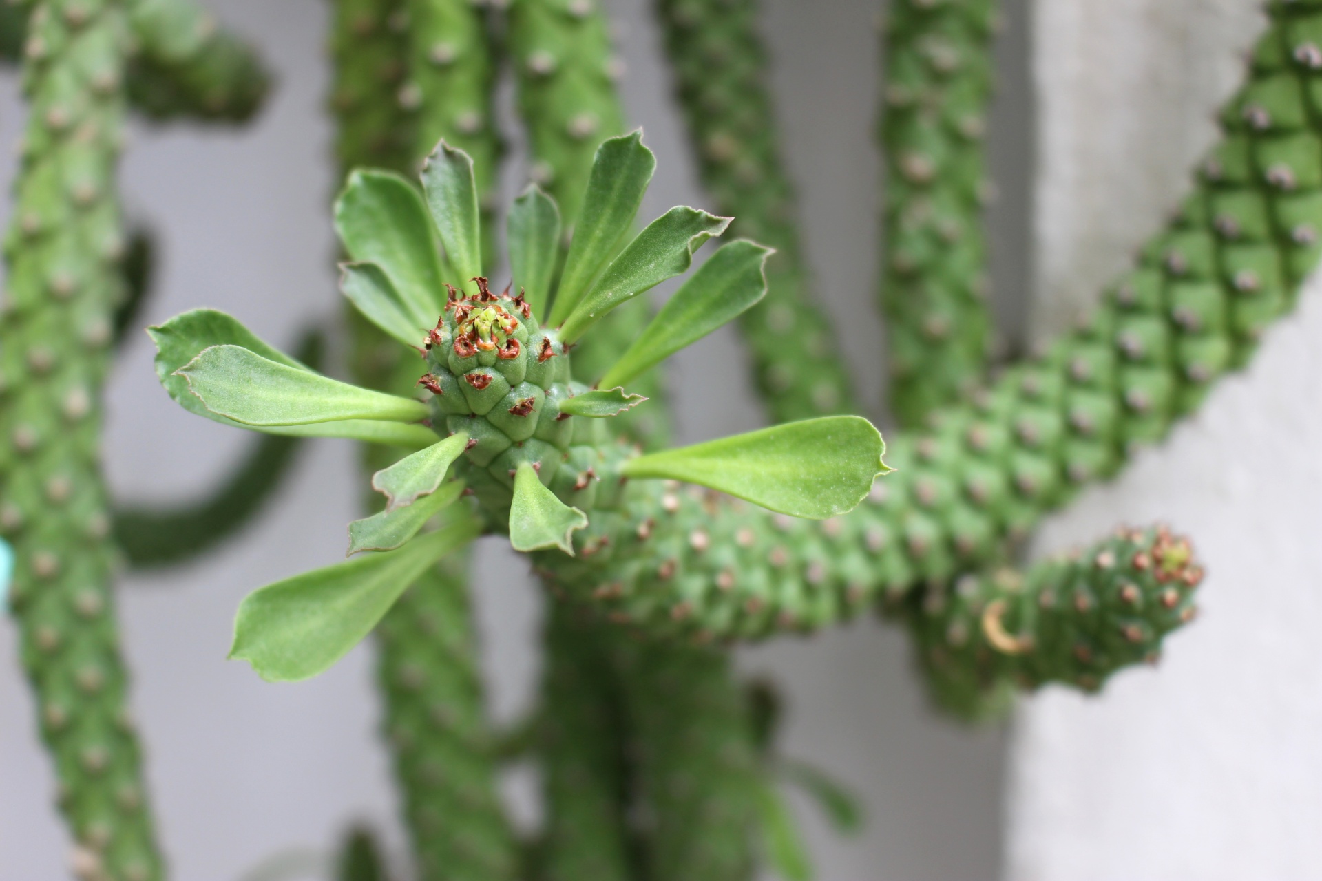 snake plant propagation