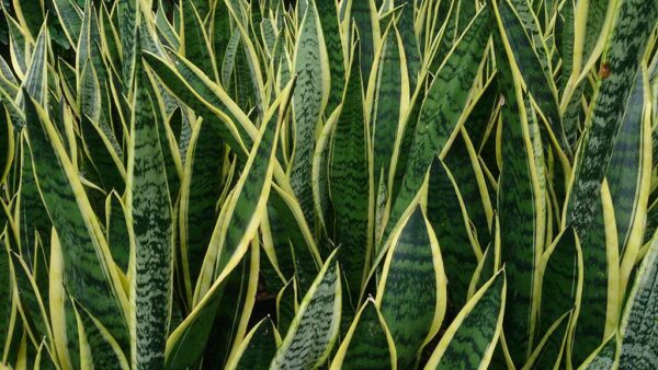 snake plant propagation in water