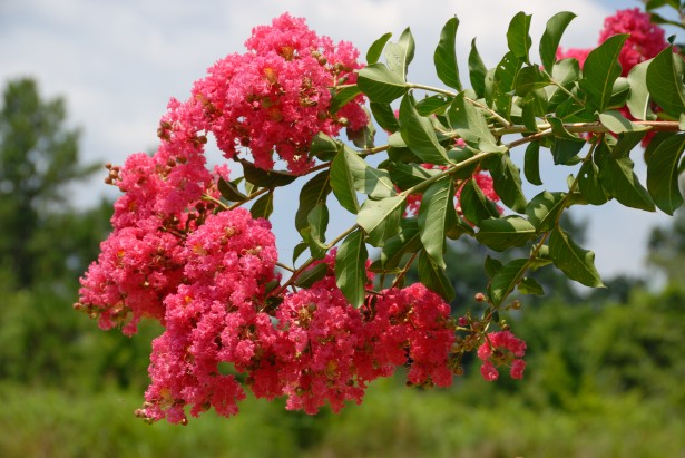 rooting crepe myrtle in water